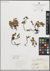 Foto von Salix polaris Wahlenb.